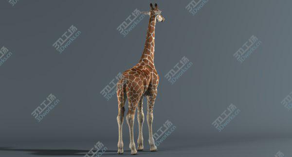 images/goods_img/20210312/Giraffe (Fur) model/3.jpg